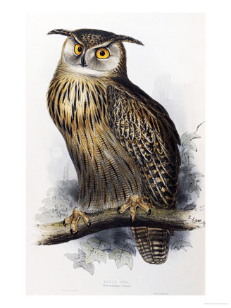 Eagle Owl, Lithographic Plate from The Birds of Europe