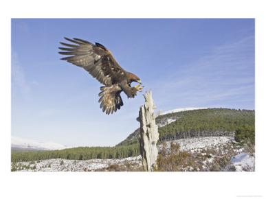 Golden Eagle, Adult Landing, Scotland