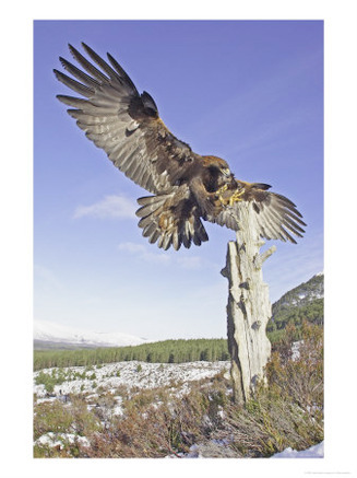 Golden Eagle, Adult Landing, Scotland