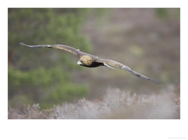 Golden Eagle, Adult in Flight, Scotland