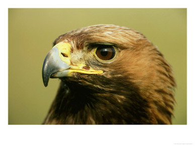 Golden Eagle, Close up of Adult, Scotland