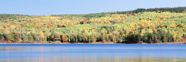 Trees along a Lake, Eagle Lake, Acadia National Park, Maine, USA