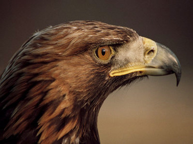 Golden Eagle, Highland Region, Scotland, United Kingdom