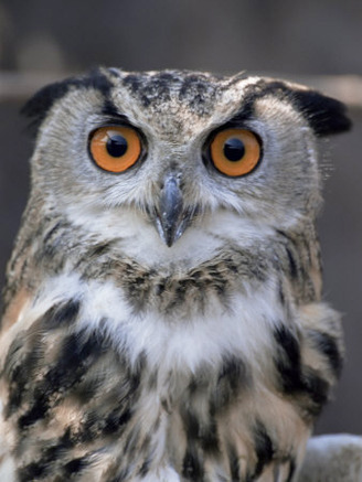 European Eagle Owl (Bubo Bubo), New Forest Owl Sanctuary, England, United Kingdom