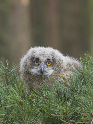 European Eagle Owl Chick, Bubo Bubo, Five Weeks Old, Captive, United Kingdom