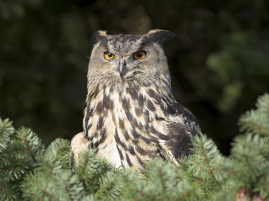 European Eagle Owl, Bubo Bubo, Female, Captive, World Owl Trust, Muncaster Castle, Cumbria