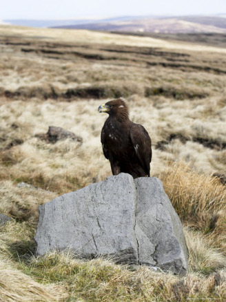 Golden Eagle Calling, Aquila Chrysaetos, Moorland, Captive, United Kingdom