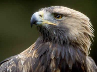 Golden Eagle, 4th Year Male, Scotland, UK