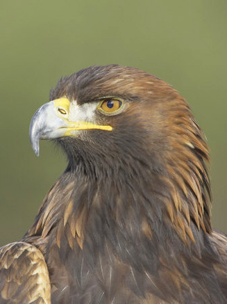 Golden Eagle (Aquila Chrysaetos) Adult Portrait, Cairngorms National Park, Scotland, UK