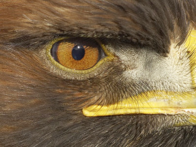 Golden Eagle Adult Portrait, Close up of Eye, Cairngorms National Park, Scotland, UK