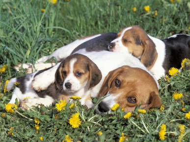 Beagle with Puppies in Grass