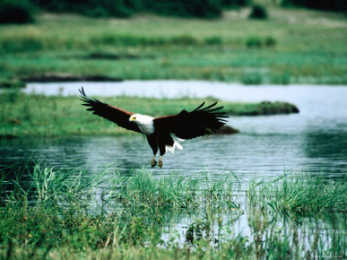 African Fish Eagle Coming in to Land, South Africa