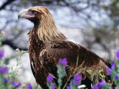 Profile of Wedge-Tailed Eagle, Australia