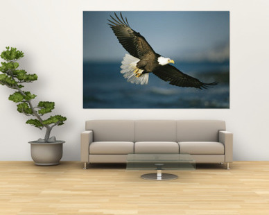 An American Bald Eagle in Flight