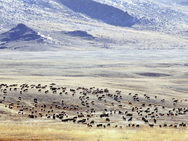 Sheep and Goats in the Valley of the Yellow Lake, Golden Eagle Festival, Mongolia