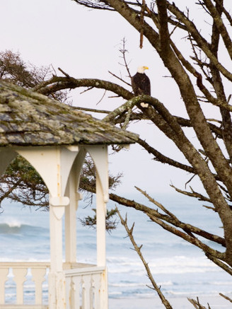 Eagle Perched at Entrance to Beach Trail, Kalaloch Lodge, Olympic National Park, Washington, USA