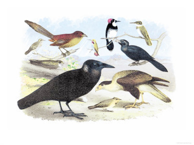 Caracara Eagle, Crow, and Kingfisher