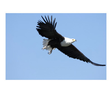 Flying Fish Eagle