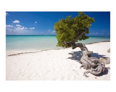 Eagle Beach with a Fofoti Divi Tree Aruba