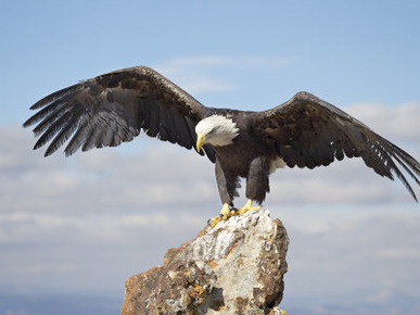 Bald Eagle (Haliaeetus Leucocephalus) Perched with Spread Wings, Boulder County, Colorado