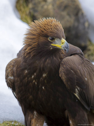 Golden Eagle (Aquila Chrysaetos), in Snow, Captive, United Kingdom, Europe