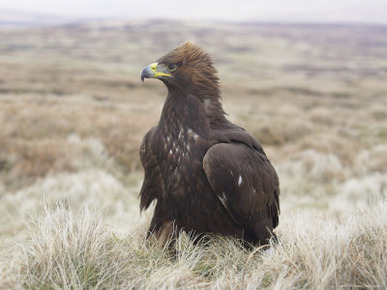 Captive Golden Eagle (Aquila Chrysaetos) on Moorland, United Kingdom, Europe