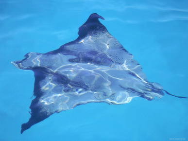 Spotted Eagle Ray, from Above, Tower (Genovesa) Is, Galapagos