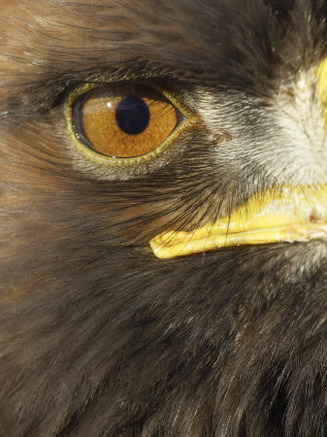 Golden Eagle (Aquila Chrysaetos) Close up of Eye, Cairngorms National Park, Scotland, UK