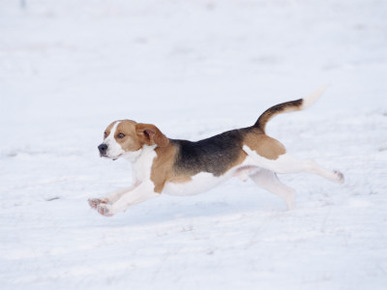 Beagle Running Through Snow, USA