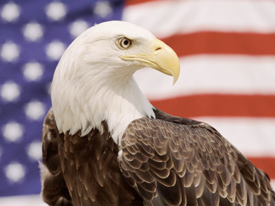 American Bald Eagle Portrait Against USA Flag