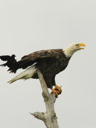 Red Wing Black Bird Attacks a Bald Eagle
