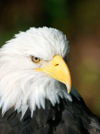 Close Portrait of a Bald Eagle, Alaska