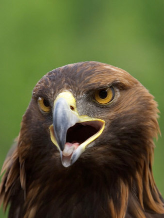 Close Portrait of a Golden Eagle, Alaska