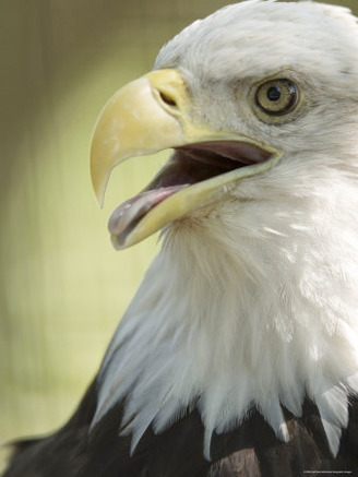 Bald Eagle from the Sedgwick County Zoo, Kansas