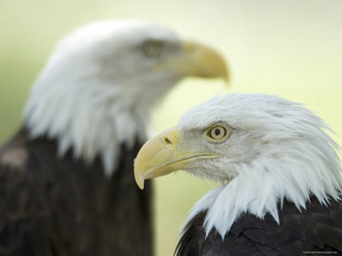 Bald Eagles at Zoo Montana