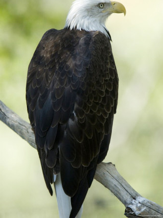 Bald Eagle at Zoo Montana