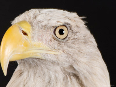 Portrait of a Bald Eagle, Lincoln, Nebraska