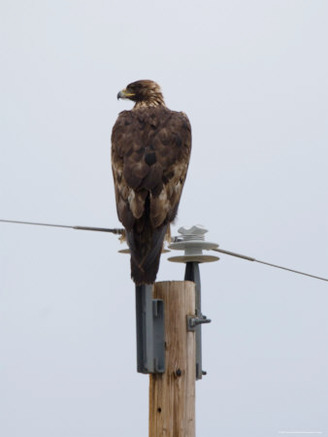 Golden Eagle Sits on Top of a Power Pole