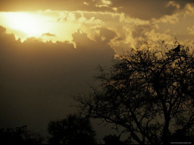 The Silhouette of a Tawny Eagle Roosting in a Tree Top at Sunset