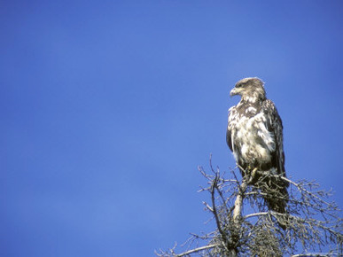 Immature Bald Eagle Perched Atop a Tree, Alaska
