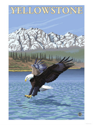 Bald Eagle Diving, Yellowstone National Park