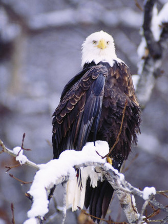 Bald Eagle, Chilkat River, AK
