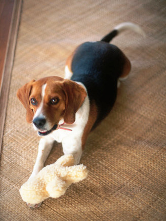 Beagle Dog with His Stuffed Animal