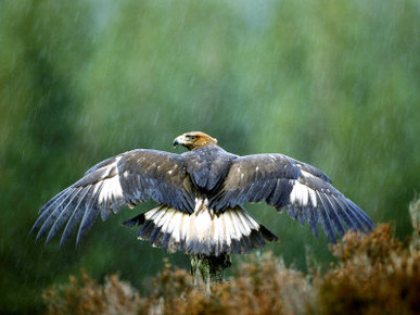 Golden Eagle, Male Perched, Highlands, Scotland