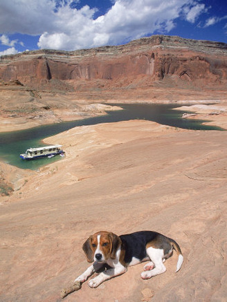Beagle Dog at Lake Powell, UT