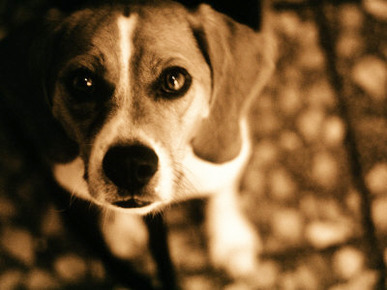 Close-up of Beagle Puppy