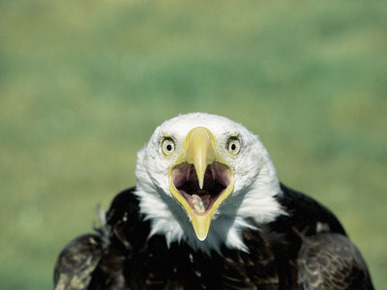 Adult Male Bald Eagle