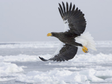 Stellers Sea Eagle in Flight Over Sea Ice (Haliaeetus Pelagicus)