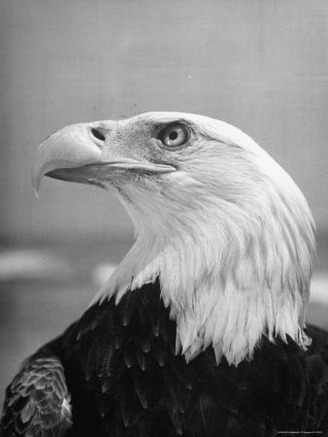 Daniel Mannix's Trained American Bald Eagle Posing For a Picture to Be Used For Cover of Magazine