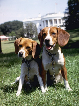 Him and Her, Pet Beagles of President Lyndon B. Johnson, Sitting Together on Lawn of White House
